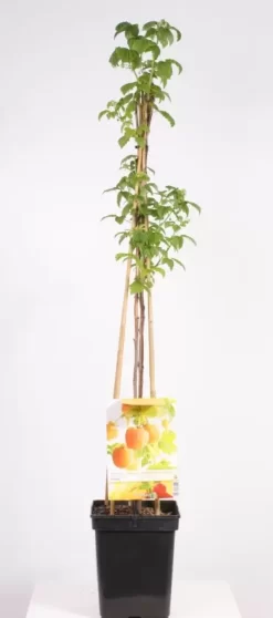 Rubus Idaeus Fallgold 4-stok