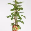 Rubus Idaeus Malling Promise 4-stok