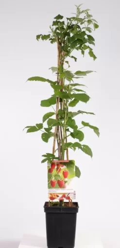 Rubus Idaeus Malling Promise 4-stok
