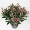 Skimmia Jap. Rubella Pot26cm