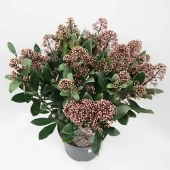 Skimmia Jap. Rubella Pot26cm
