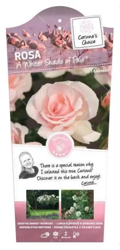 Struikroos 'A Whiter Shade Of Pale'® Pot 17 Cm