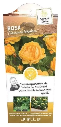 Struikroos 'Absolutely Fabulous'® Pot 17 Cm