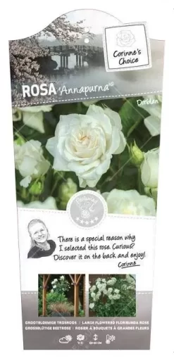 Struikroos 'Annapurna'® Pot 17 Cm
