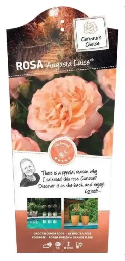 Struikroos 'Augusta Luise'® Pot 17 Cm