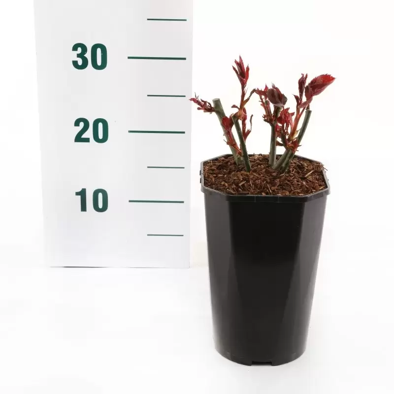 Struikroos 'Black Baccara'® Pot17cm - Afbeelding 2