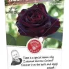 Struikroos 'Black Baccara'® Pot17cm