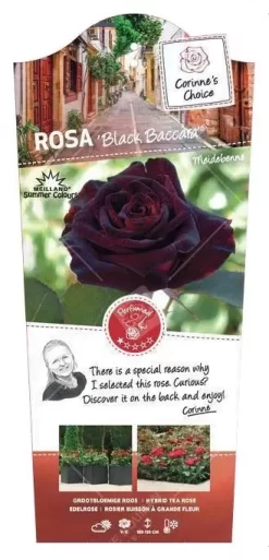 Struikroos 'Black Baccara'® Pot17cm