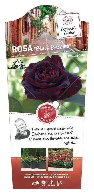 Struikroos 'Black Baccara'® Pot17cm