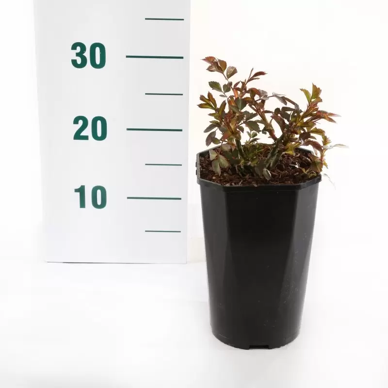 Struikroos 'Bonica'® Pot17cm - Afbeelding 2