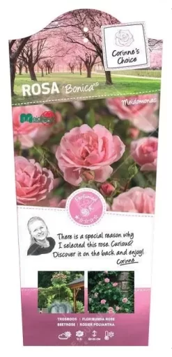 Struikroos 'Bonica'® Pot17cm