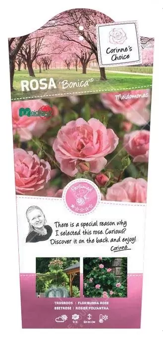 Struikroos 'Bonica'® Pot17cm