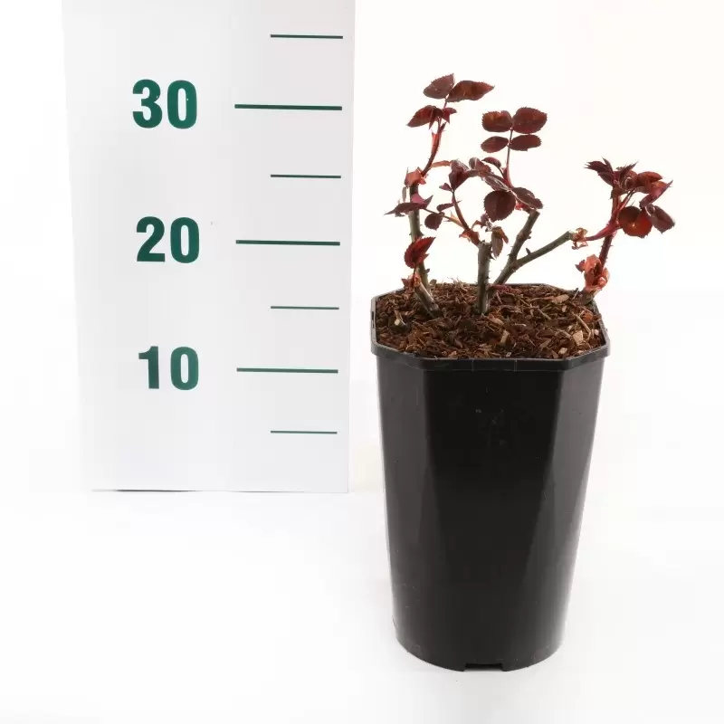 Struikroos 'Botero'® Pot 17 Cm - Afbeelding 2