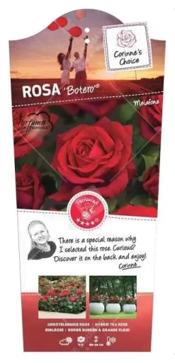 Struikroos 'Botero'® Pot 17 Cm