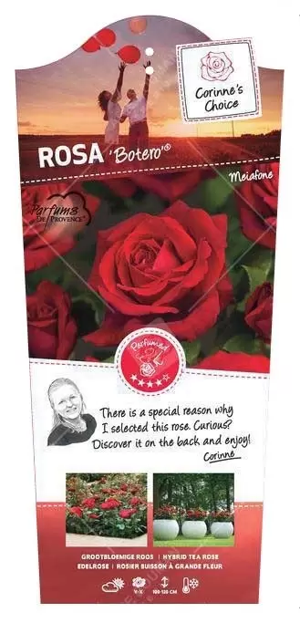 Struikroos 'Botero'® Pot 17 Cm