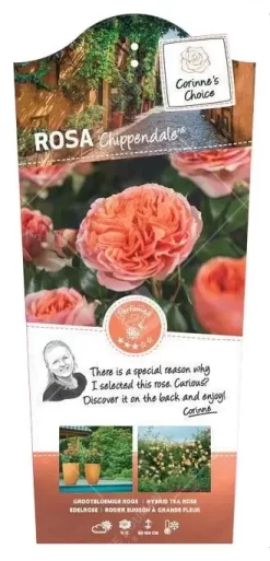 Struikroos 'Chippendale'® Pot17cm