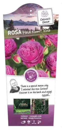 Struikroos 'Heidi Klum'® Rose Pot17cm