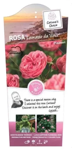 Struikroos 'Leonardo Da Vinci'®