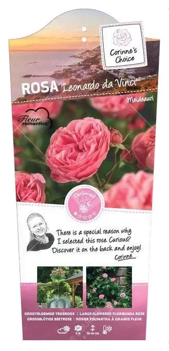 Struikroos 'Leonardo Da Vinci'®