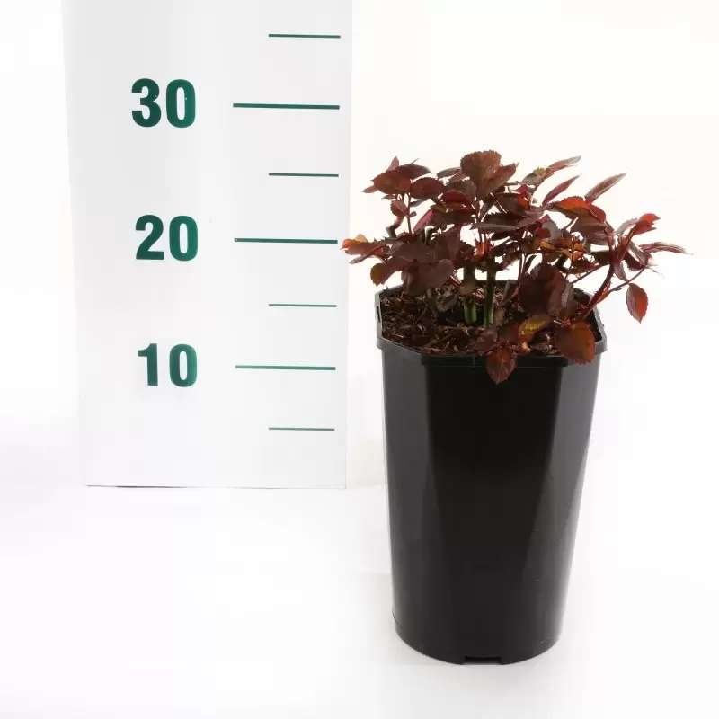 Struikroos 'Line Renaud'® - Afbeelding 2