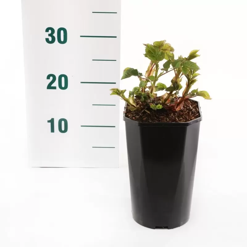 Struikroos 'Minerva'® - Afbeelding 2