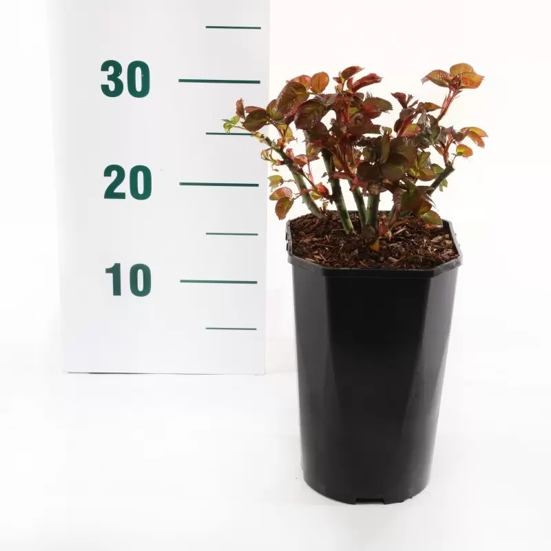 Struikroos 'Nostalgie'® - Afbeelding 2