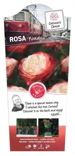 Struikroos 'Nostalgie'®