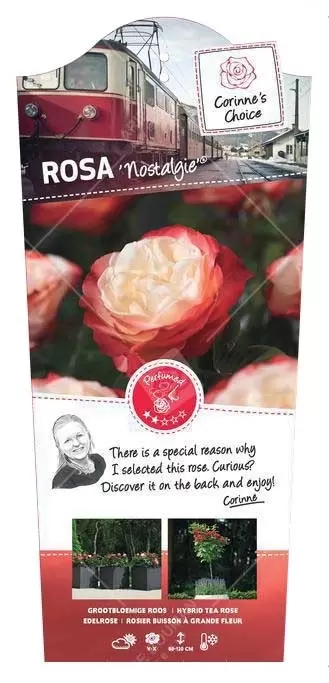 Struikroos 'Nostalgie'®