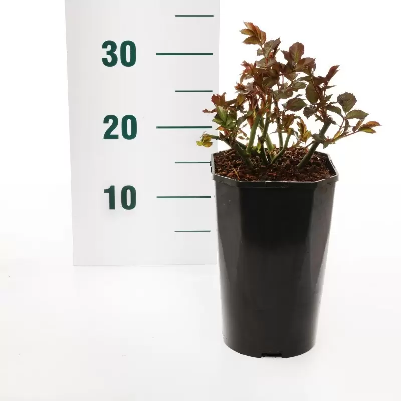 Struikroos 'Red Meilove'® Pot17cm - Afbeelding 2