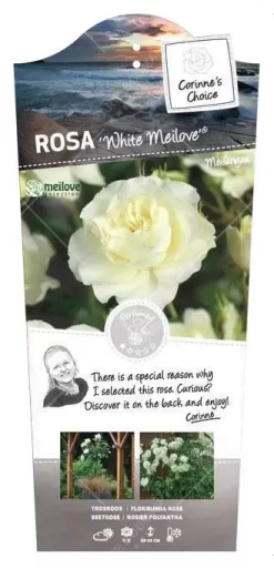 Struikroos 'White Meilove'® Pot17cm