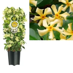 Trachelospermum Jasm. 'Star Of Toscane' PBR