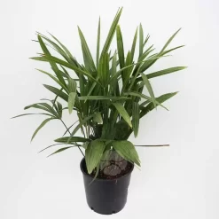 Trachycarpus Fortunei | Chinese Waaierpalm