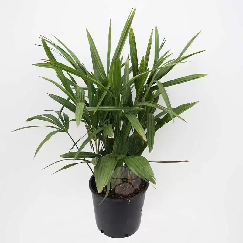 Trachycarpus Fortunei | Chinese Waaierpalm