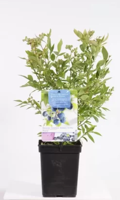 Vaccinium Corymbosum Bluecrop
