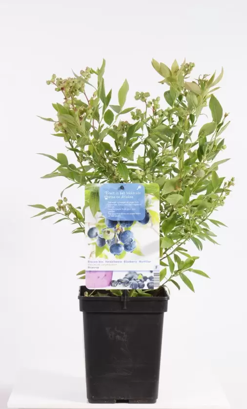 Vaccinium Corymbosum Bluecrop