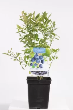 Vaccinium Corymbosum Goldtraube