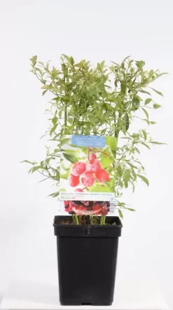 Vaccinium Corymbosum Pink Lemonade | Blauwe Bes