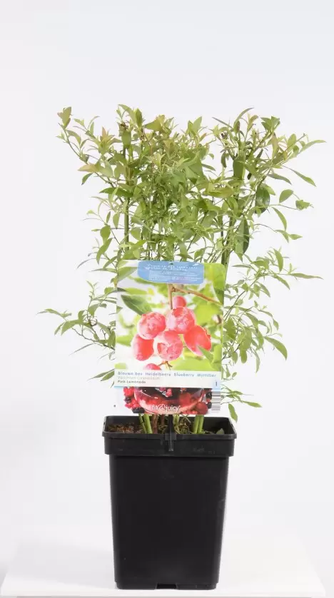Vaccinium Corymbosum Pink Lemonade | Blauwe Bes