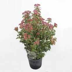 Viburnum Tinus | Sneeuwbal