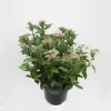 Viburnum Tinus Spirit | Sneeuwbal P22