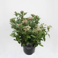 Viburnum Tinus Spirit | Sneeuwbal P22