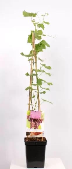 Vitis Vinifera Regent 4-stok