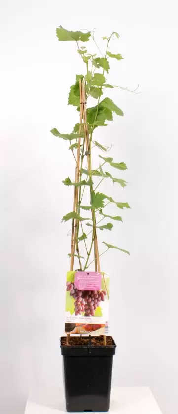 Vitis Vinifera Regent 4-stok