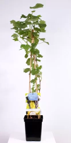 Vitis Vinifera Trio | Druif 4-stok