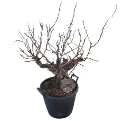 Vitis Vinifera | Druif