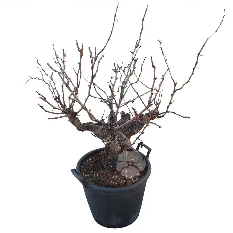 Vitis Vinifera | Druif