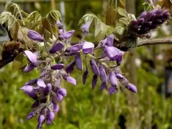 Wisteria Brach. Yokohama Fuji | Blauwe Regen
