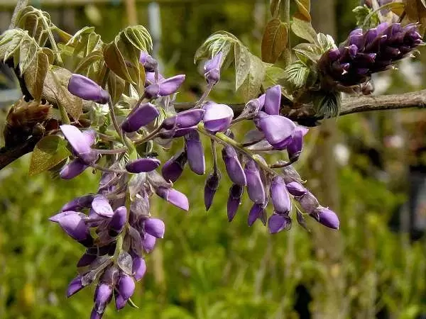 Wisteria Brach. Yokohama Fuji | Blauwe Regen - Afbeelding 2