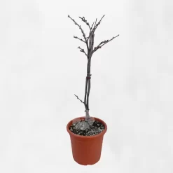 Wisteria Brach. Yokohama Fuji | Blauwe Regen