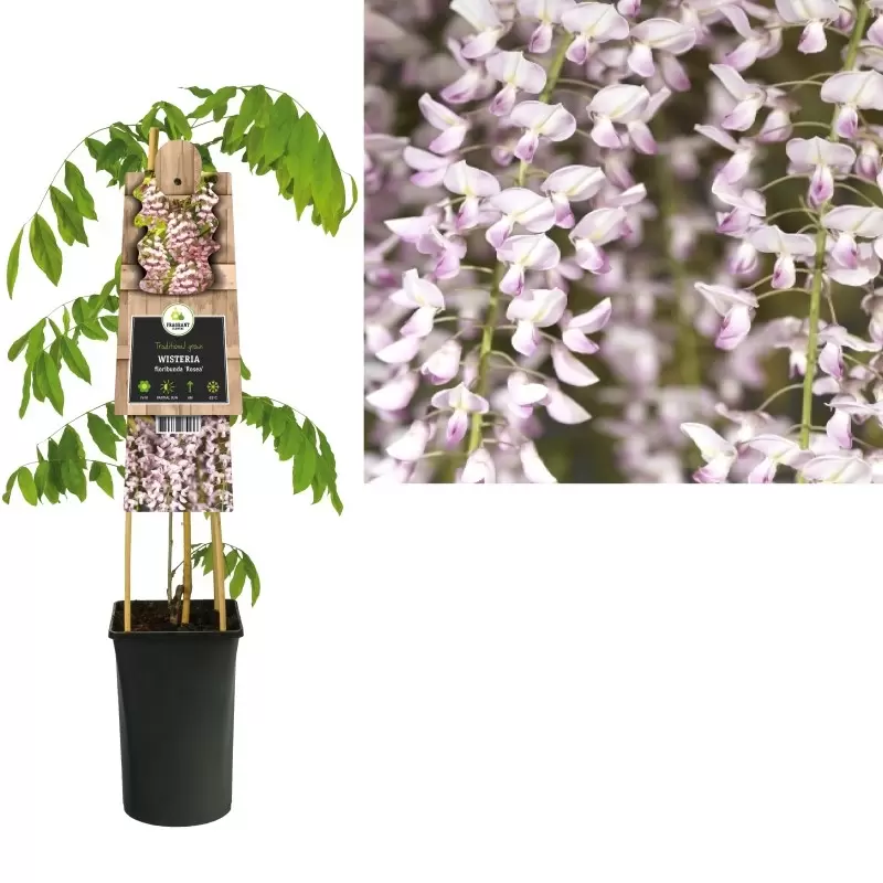 Wisteria Floribunda 'Rosea' | Blauwe Regen Pot16cm